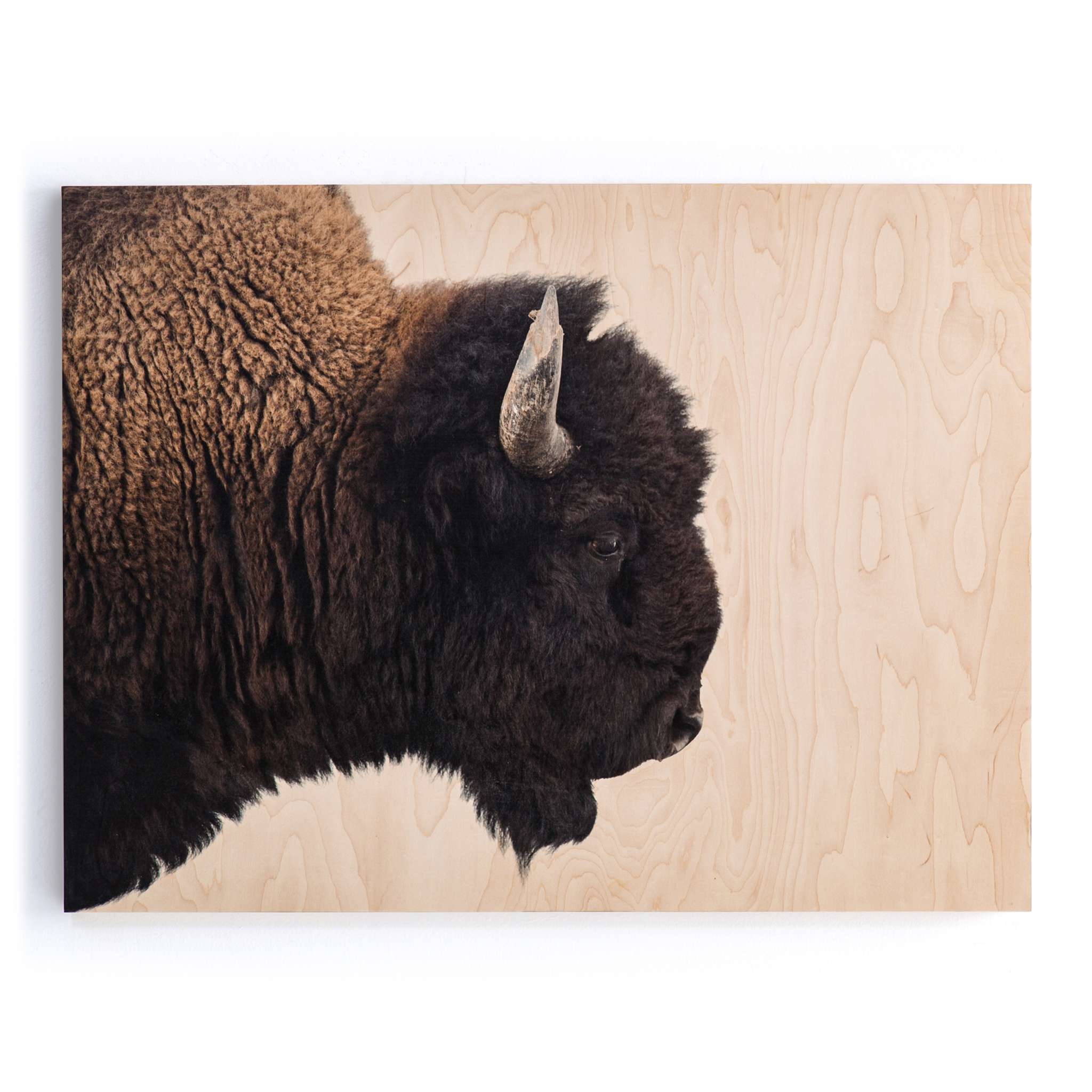 American Bison-Maple Box 40"x30"