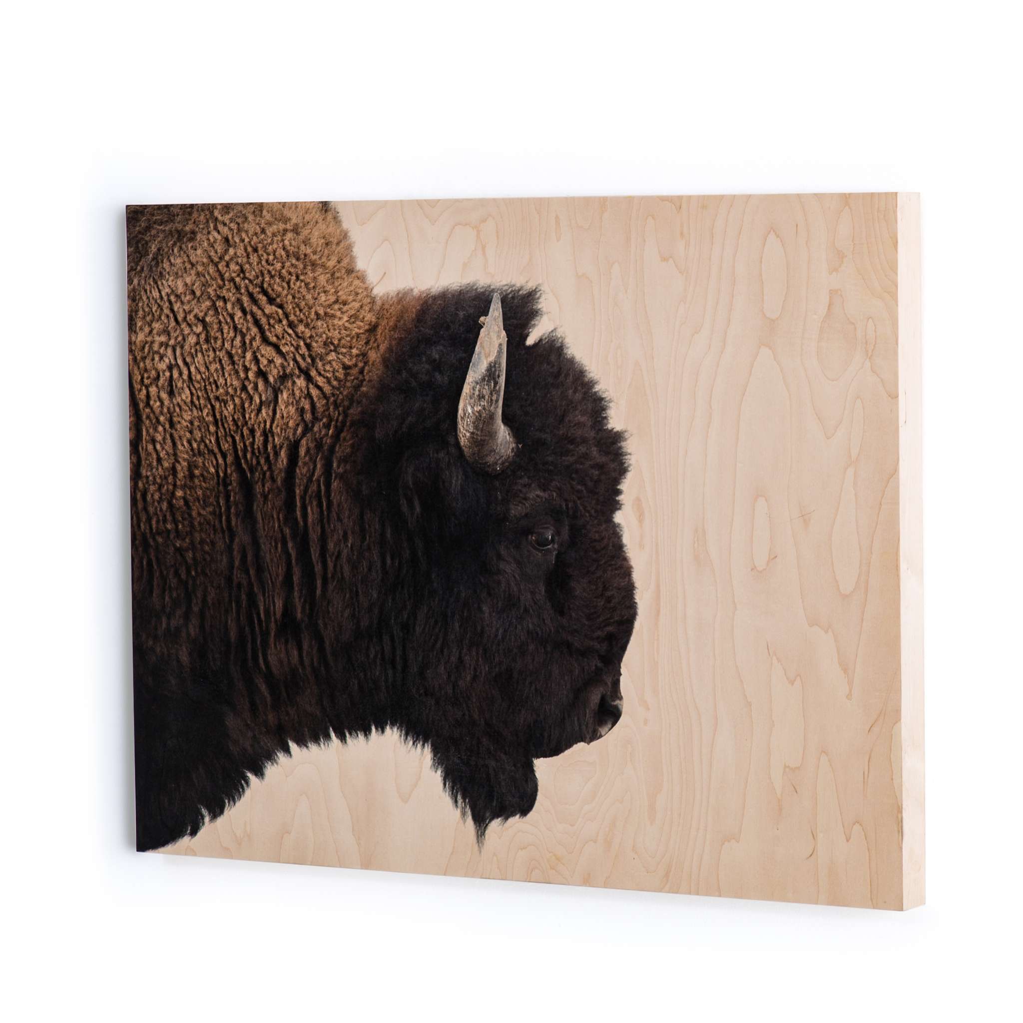 American Bison-Maple Box 40"x30"