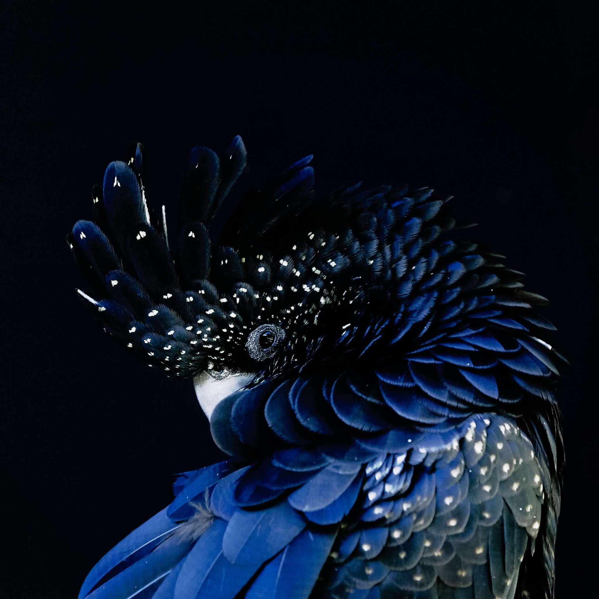 Red-Tailed Black Cockatoo By Getty Image