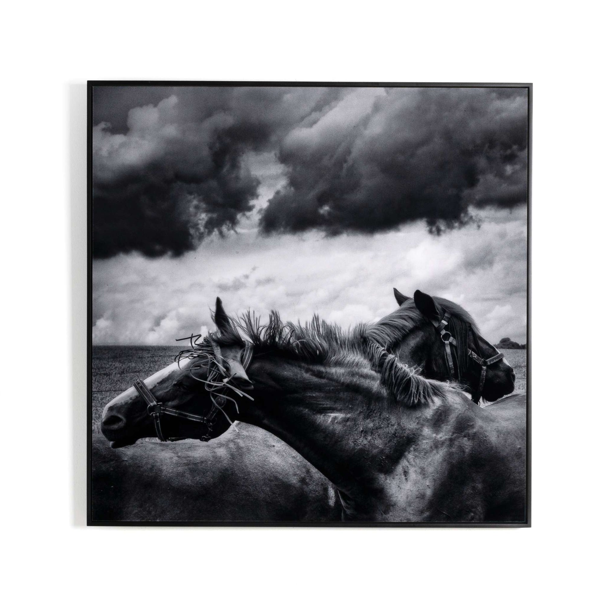 Horses Pair By Getty Images