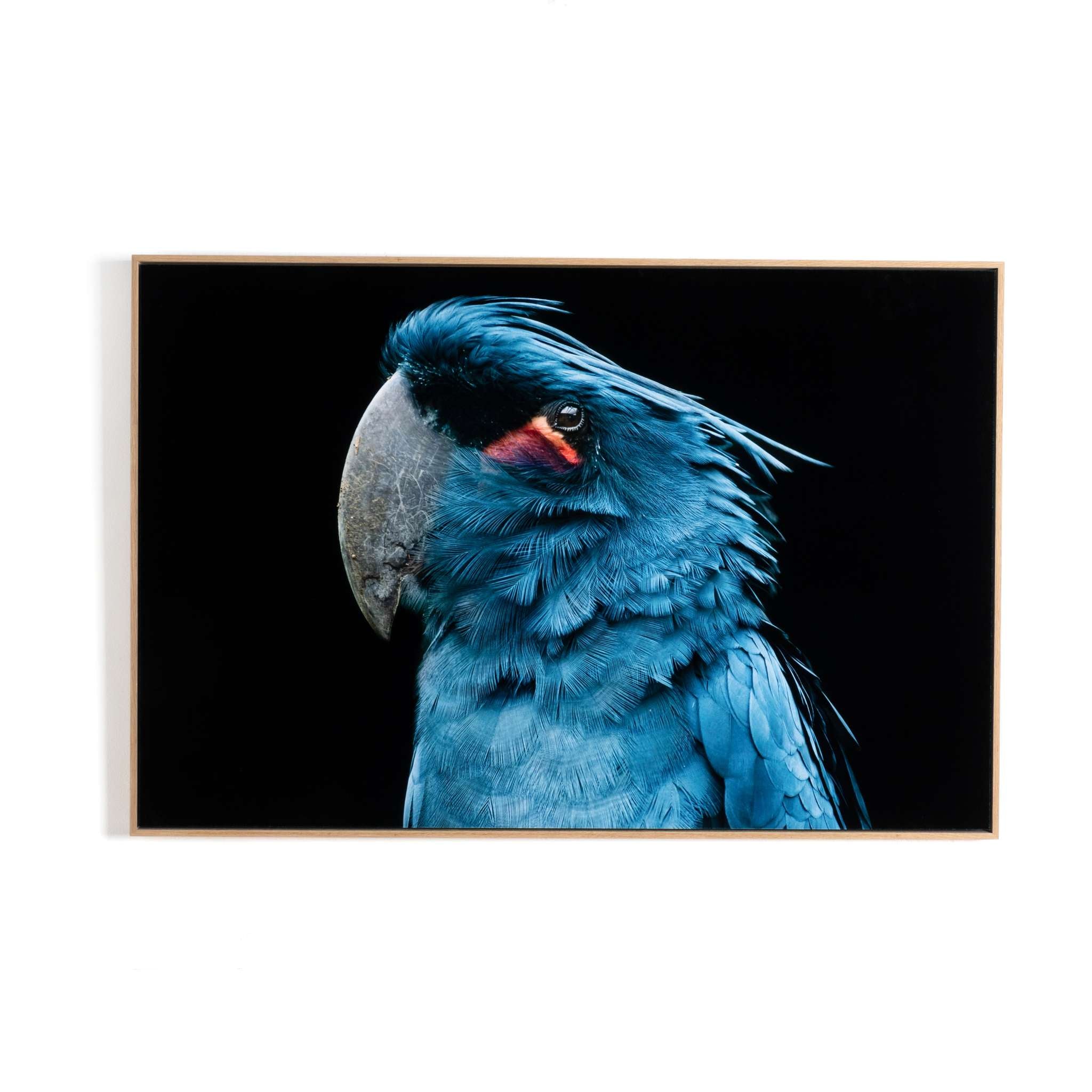 Palm Cockatoo By Getty Images