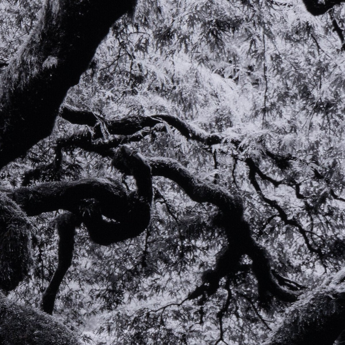 Tree Gaze IV by Coup D'esprit