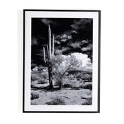 Sonoran Desert By Getty