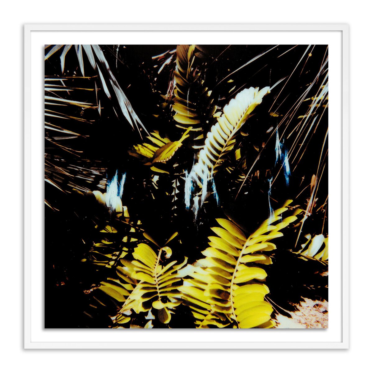 Baja Polaroid No. 1 by Ella Virginia West