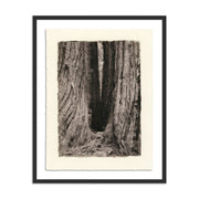 Redwoods Magical Portal by Platinum Revival