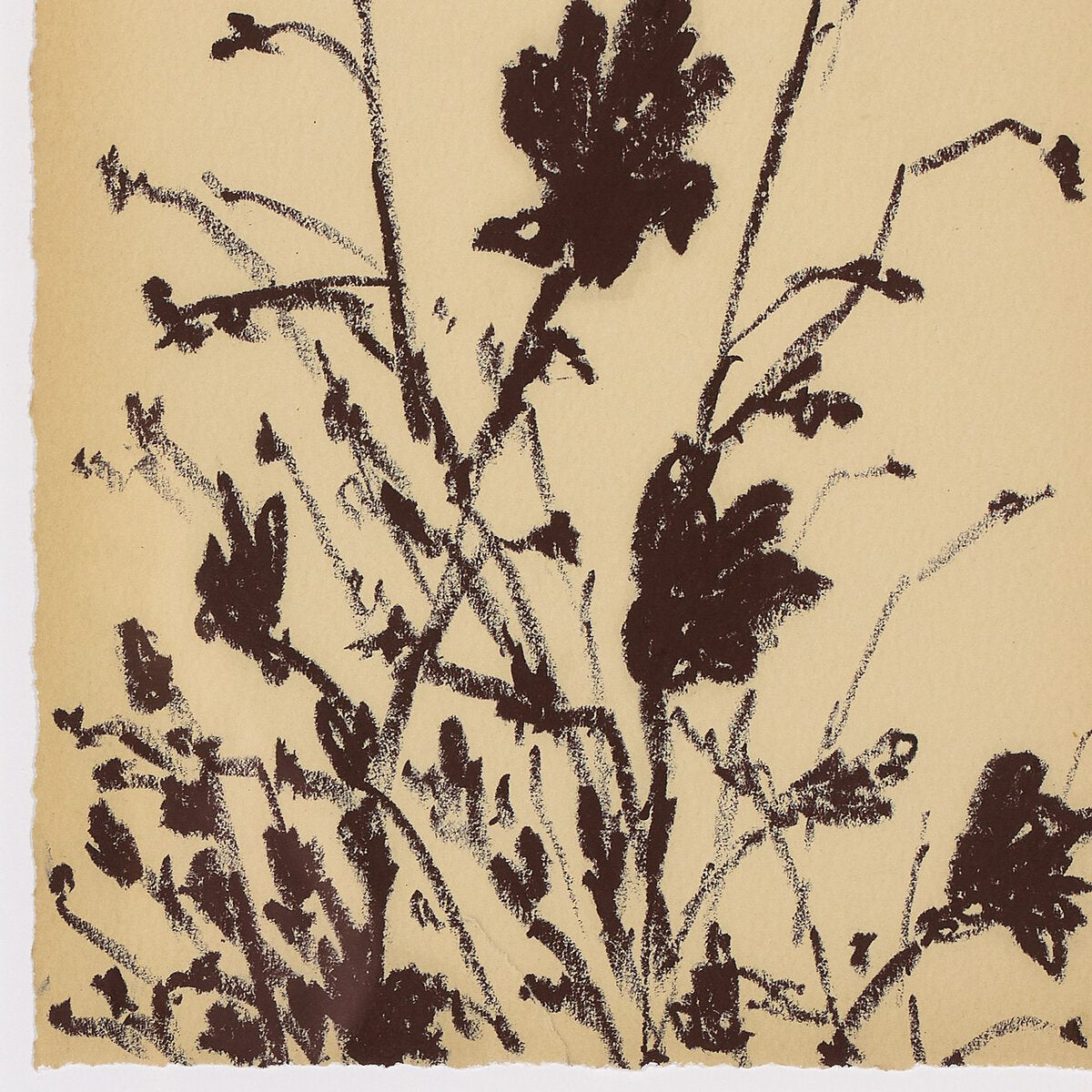 Meadow Rue Set by Shaina Page