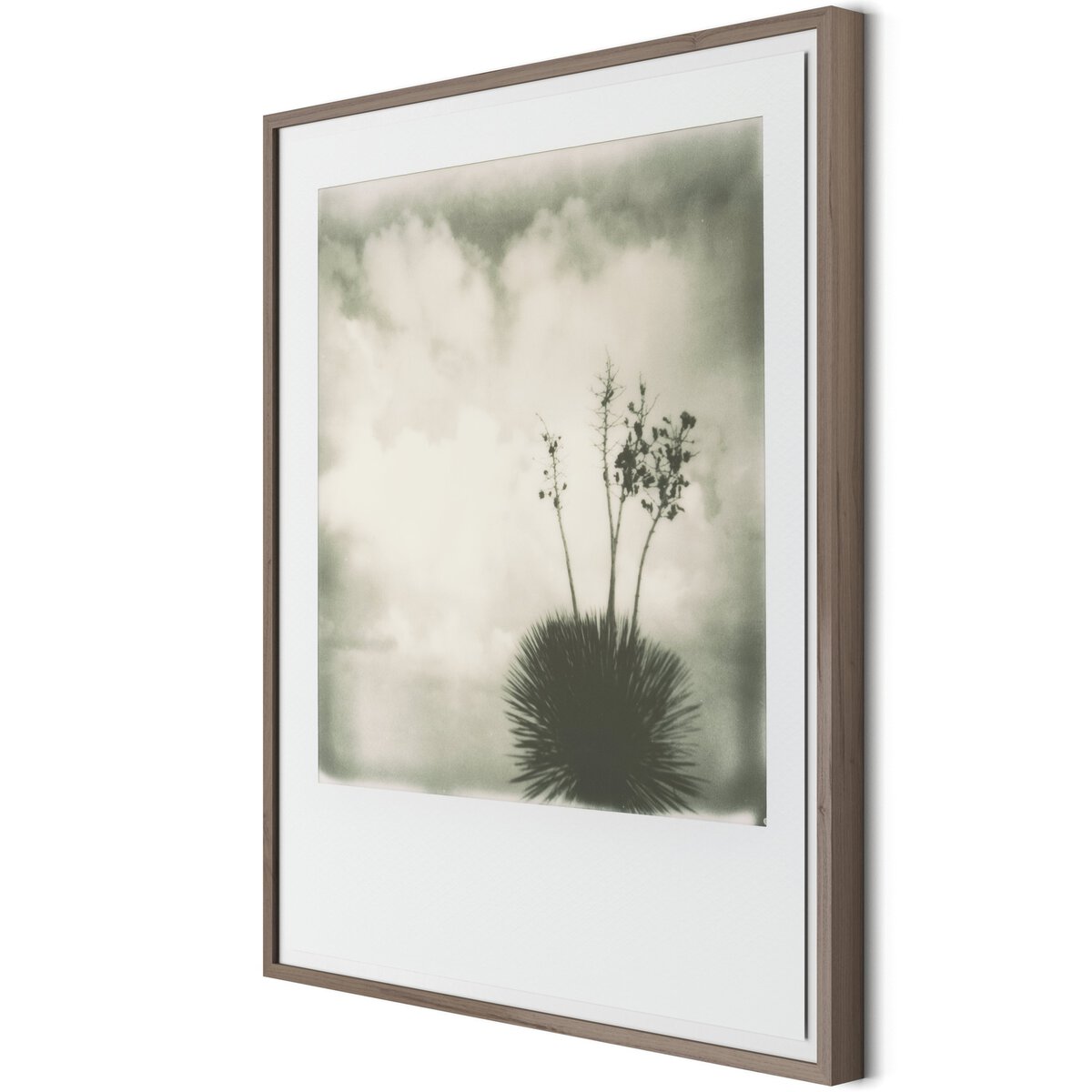 Yucca by Darden Smith