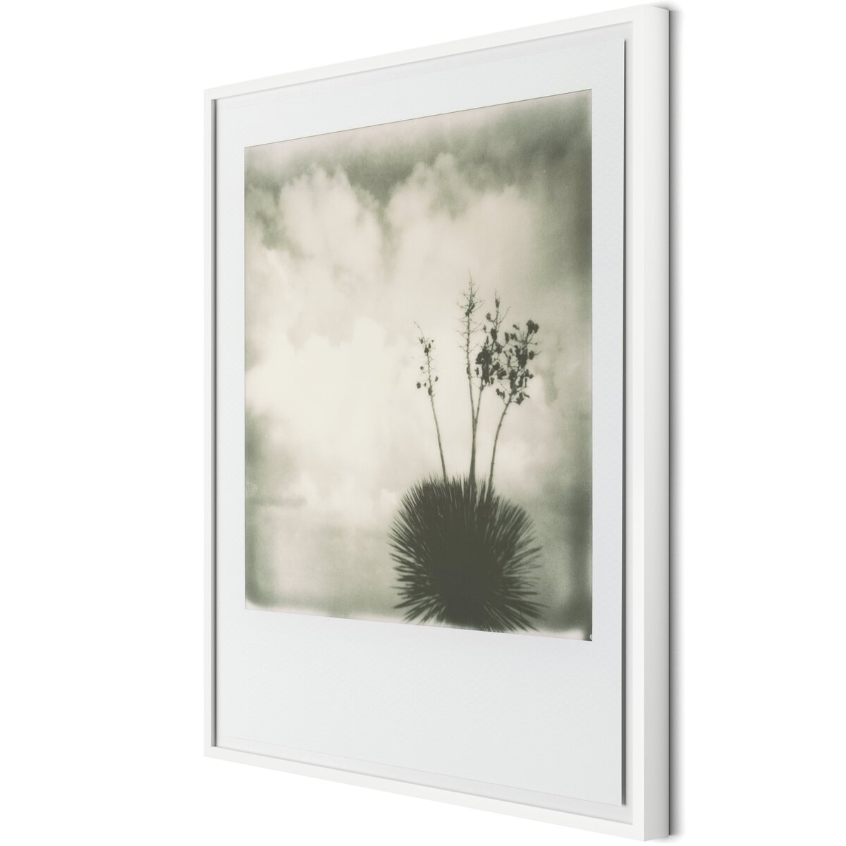 Yucca by Darden Smith