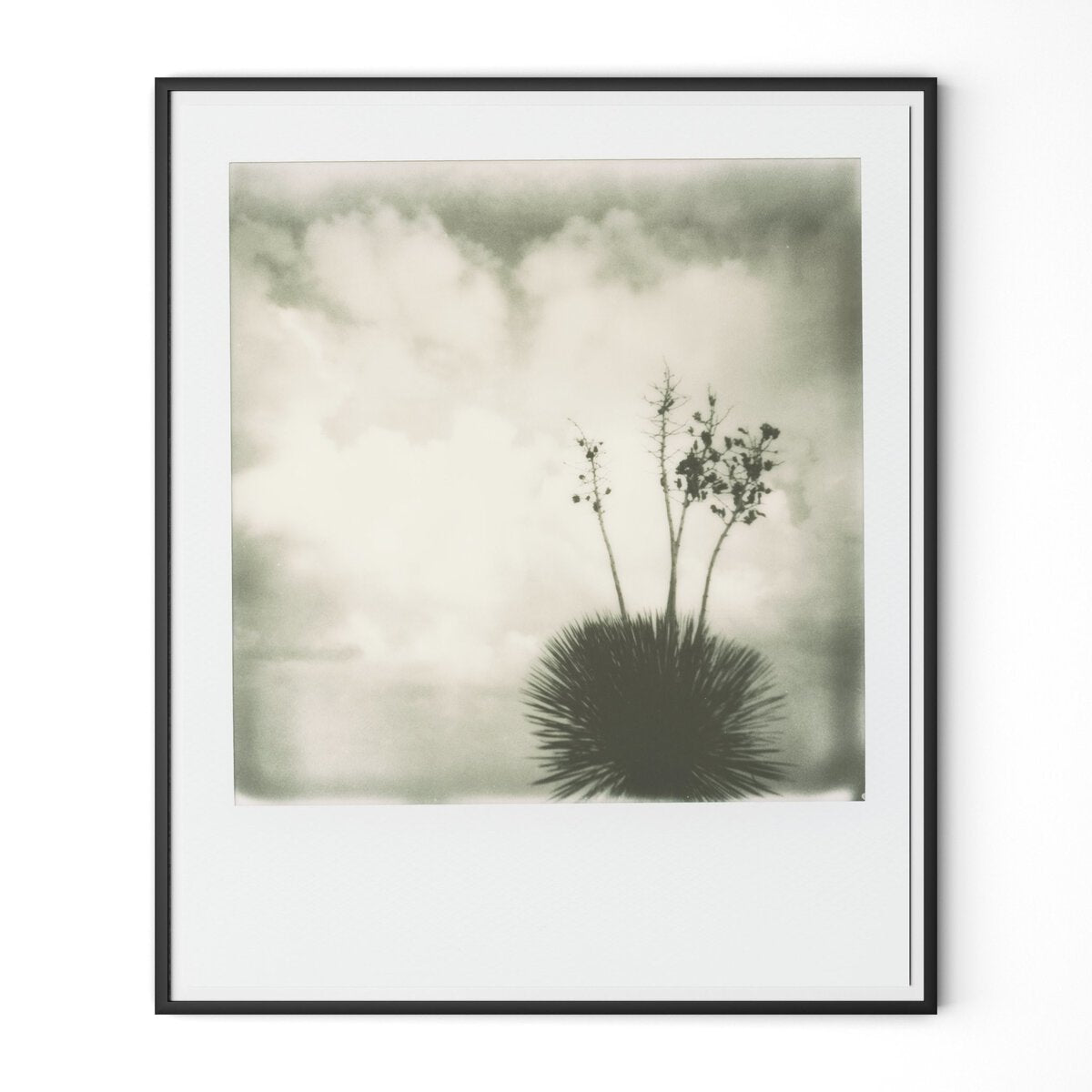 Yucca by Darden Smith