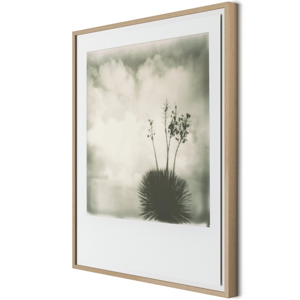 Yucca by Darden Smith