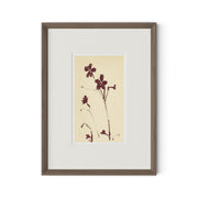 Meadow Rue No.9 by Shaina Page