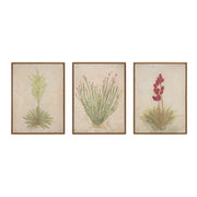 Desert Flora Triptych by Paul Meyer